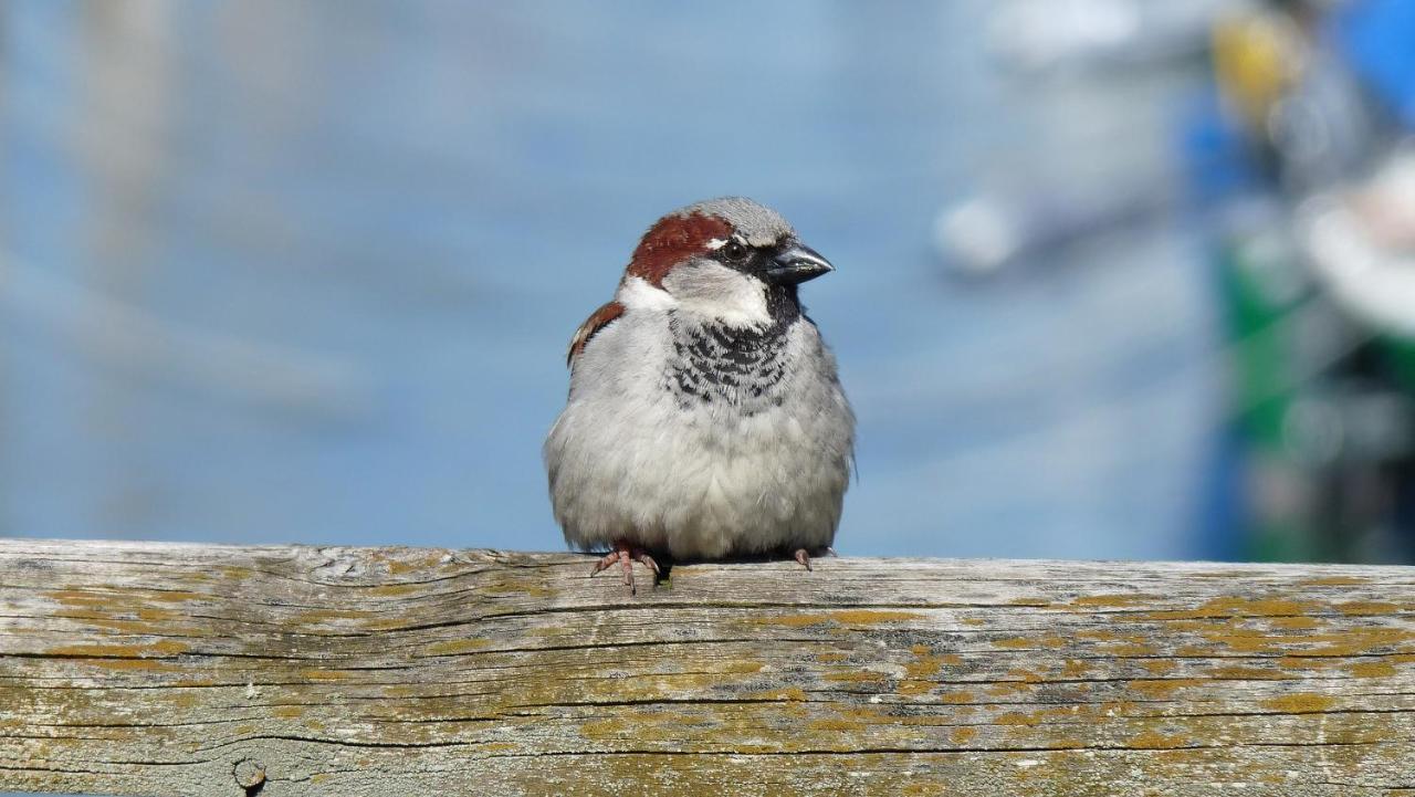 Ferienwohnung Roth Am Naturschutzgebiet Bodensee Eriskircher Ried Buitenkant foto